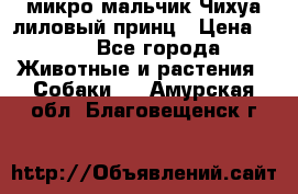микро мальчик Чихуа лиловый принц › Цена ­ 90 - Все города Животные и растения » Собаки   . Амурская обл.,Благовещенск г.
